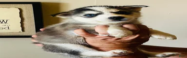 Siberian Husky 6 Aurora