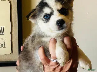 Siberian Husky dogs Siberian Husky 6 Aurora - Ad 15