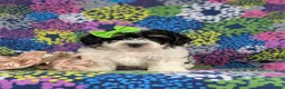 Bichpoo dogs for sale: Giovanna - Ad 3