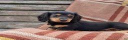 Miniature Dachshund dogs for sale: River  - Ad 5