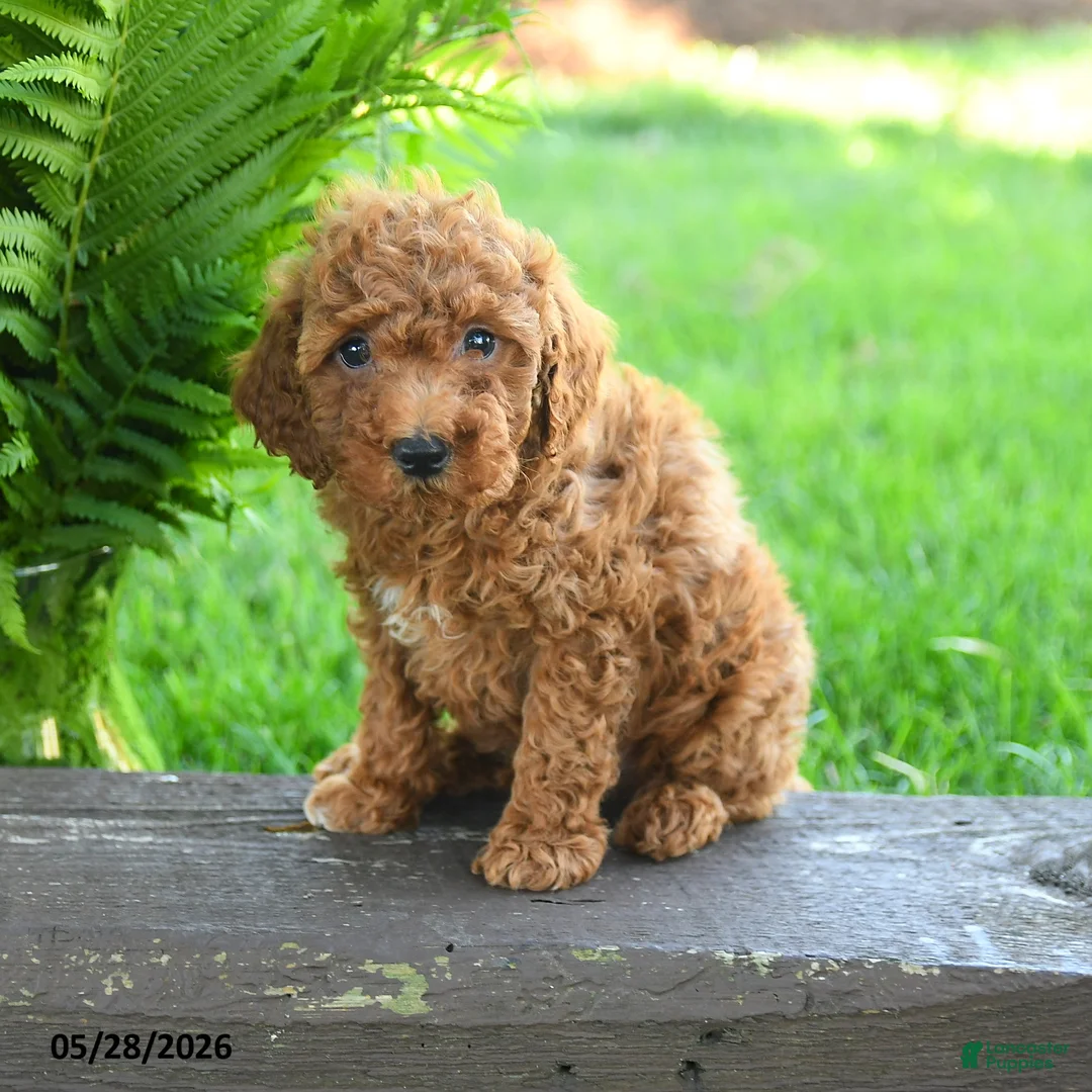 Miniature Poodle dogs for sale: Tobias - Ad 3