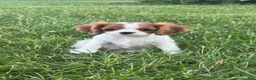 Cavalier King Charles Spaniel dogs for sale: Giggles  - Ad 2