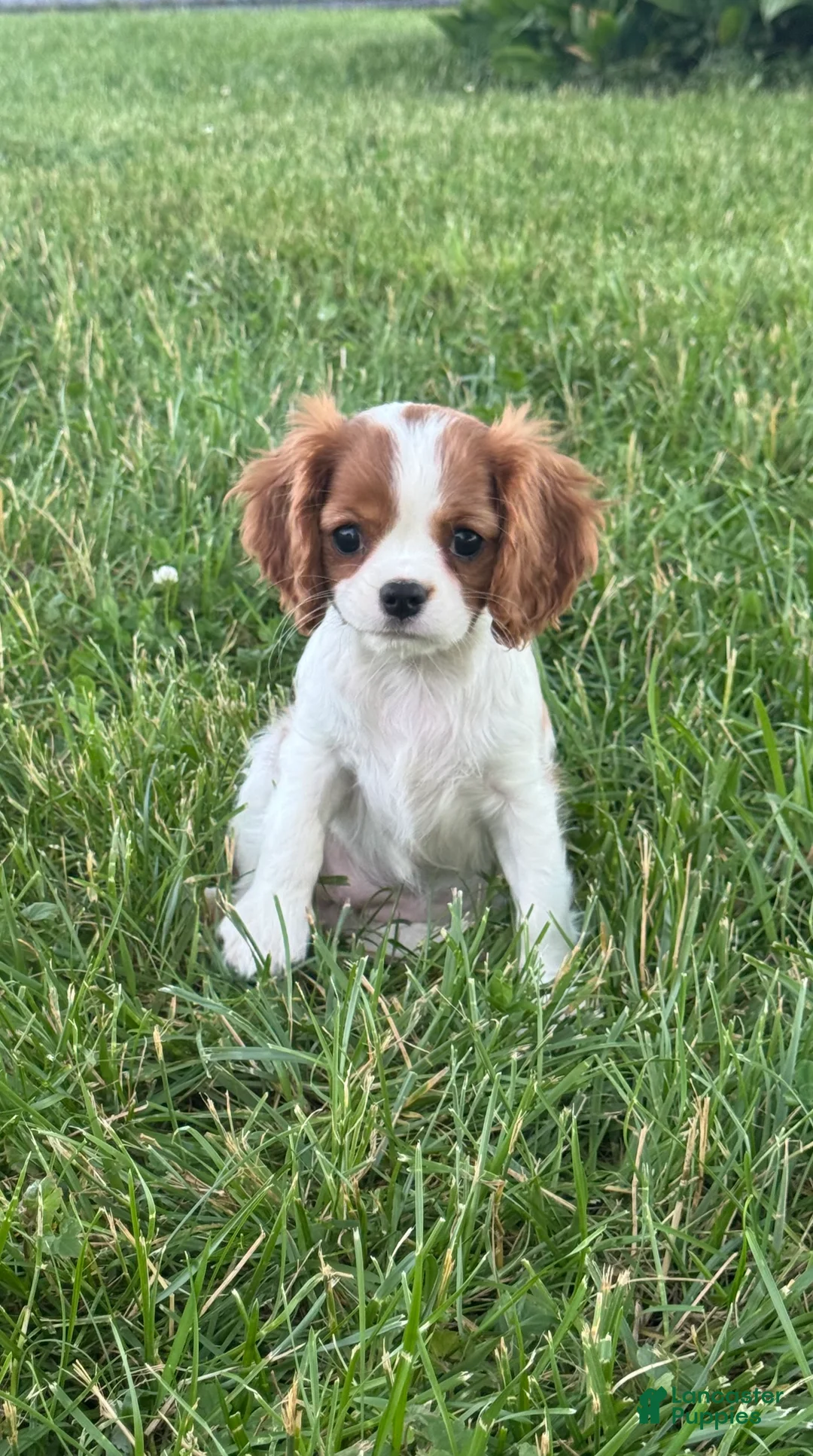 Cavalier King Charles Spaniel dogs for sale: Giggles  - Ad 2