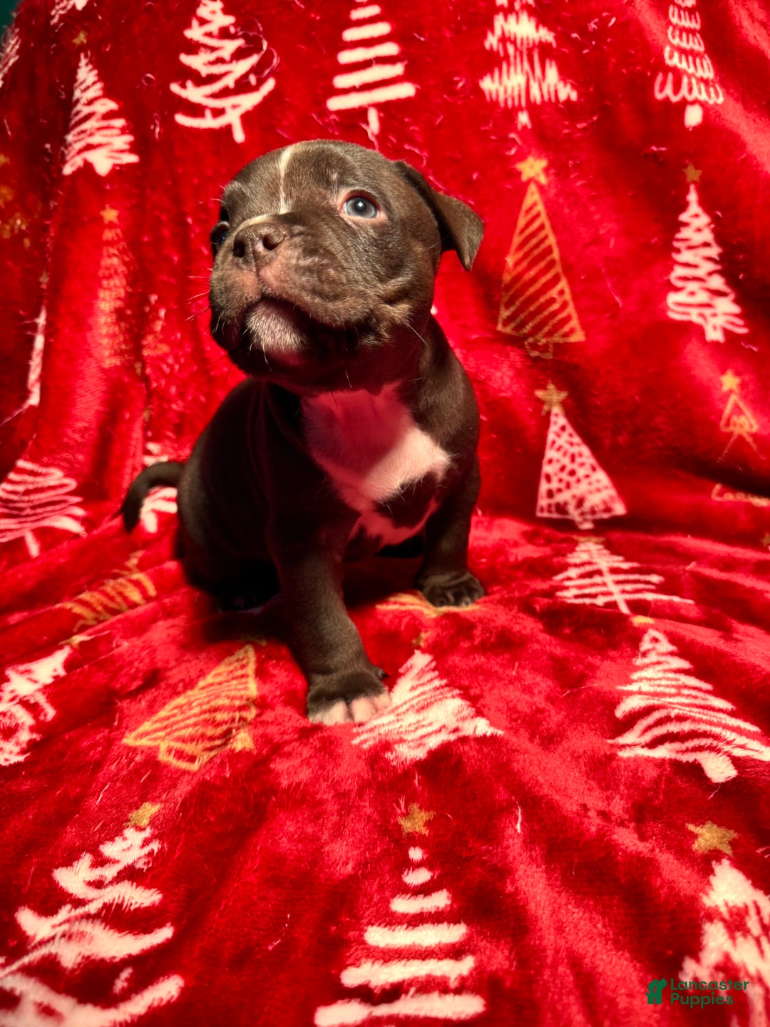 American Bully dogs for sale: American Bully Puppy 4 - Ad 3