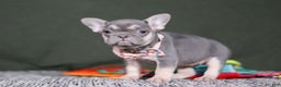 French Bulldog dogs for sale: Cora - Ad 3