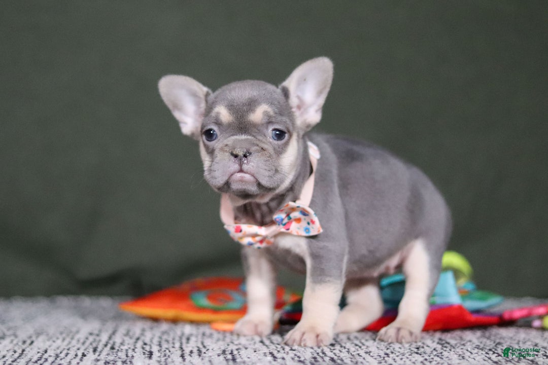 French Bulldog dogs for sale: Cora - Ad 3