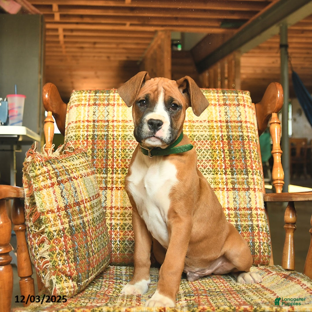 Boxer dogs for sale: Bambi - Ad 2