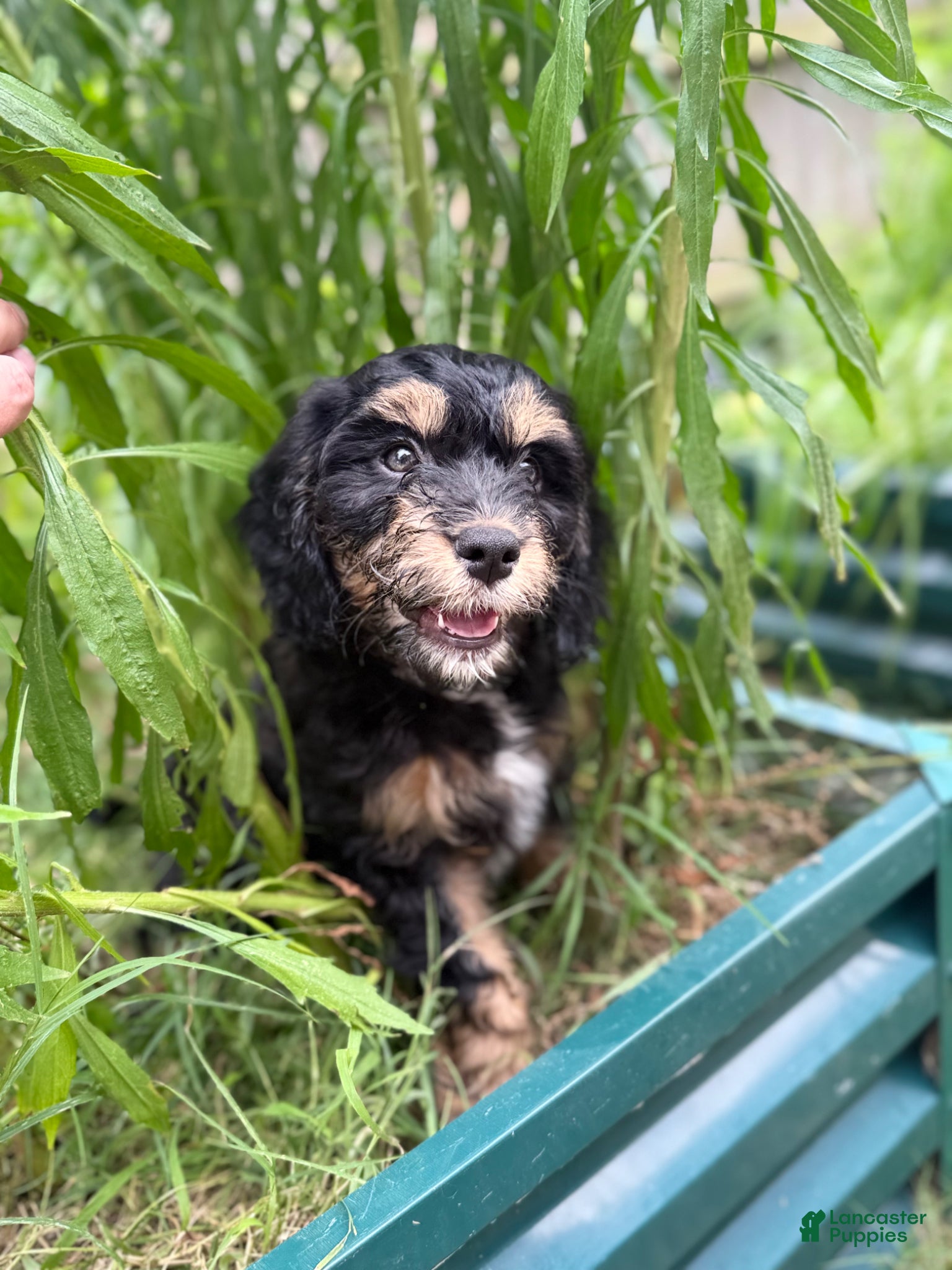 Mixed Breed dogs Rascal - Ad 35