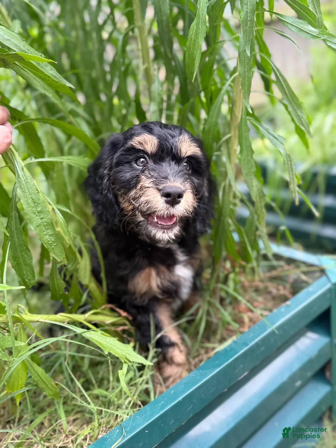 Mixed Breed dogs for sale: Rascal - Ad 1
