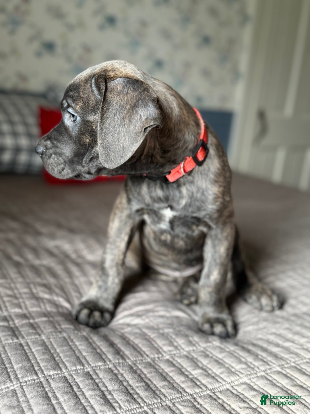 Cane Corso dogs for sale: Stormii - Ad 17