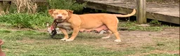 American Pit Bull Terrier dogs for sale: American Pit Bull Terrier Puppy 1 - Ad 2
