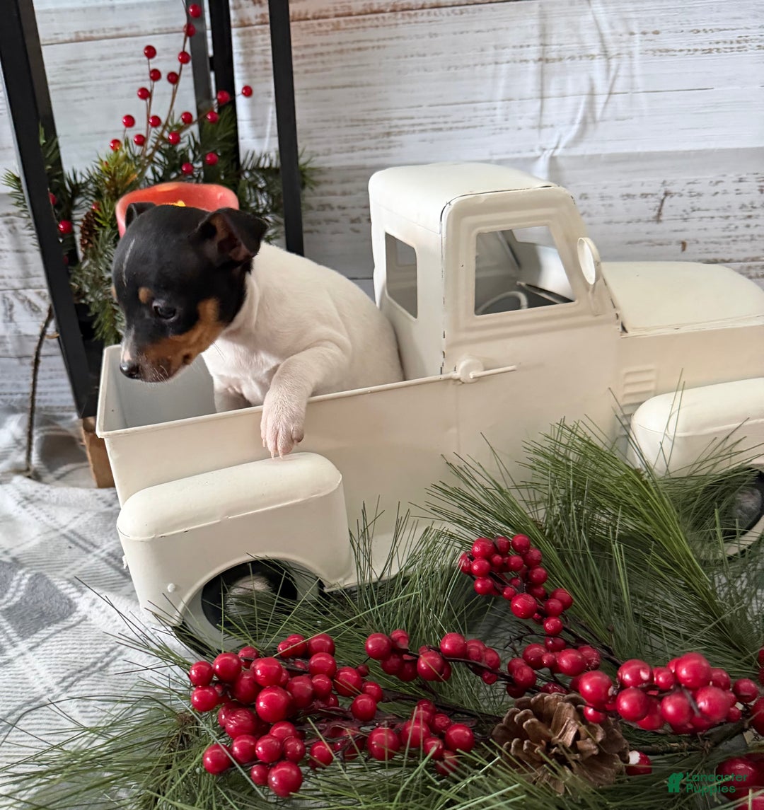 Toy Fox Terrier dogs for sale: Tuna - Ad 3