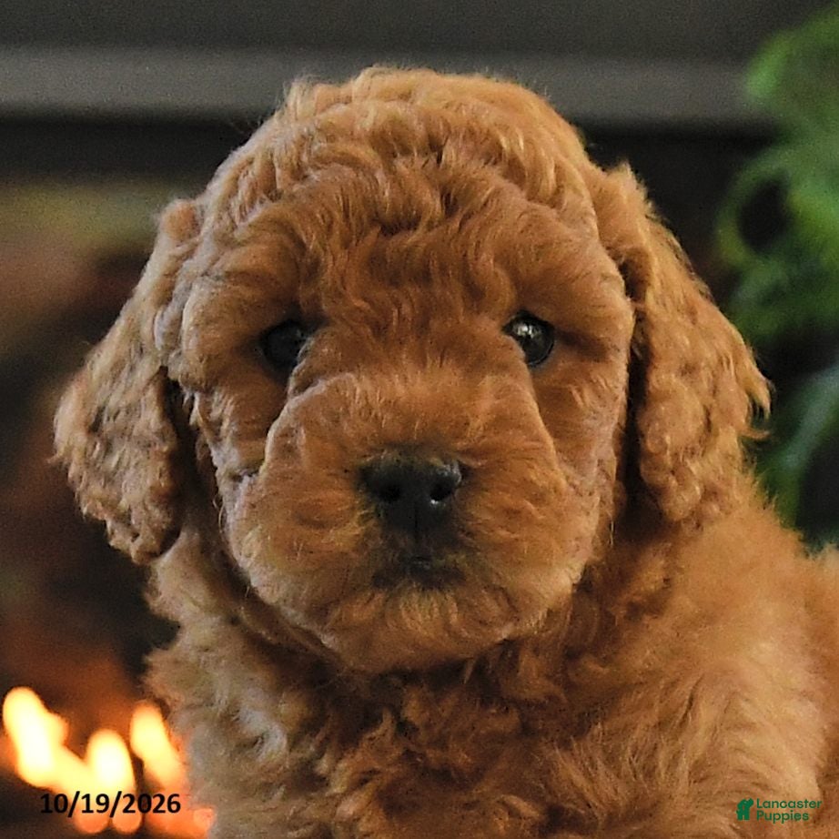 Mini Goldendoodle dogs Linford - Ad 2