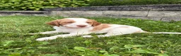 Mixed Breed dogs for sale: Marshall - Ad 3