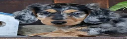 Miniature Dachshund dogs for sale: Chase - Ad 9