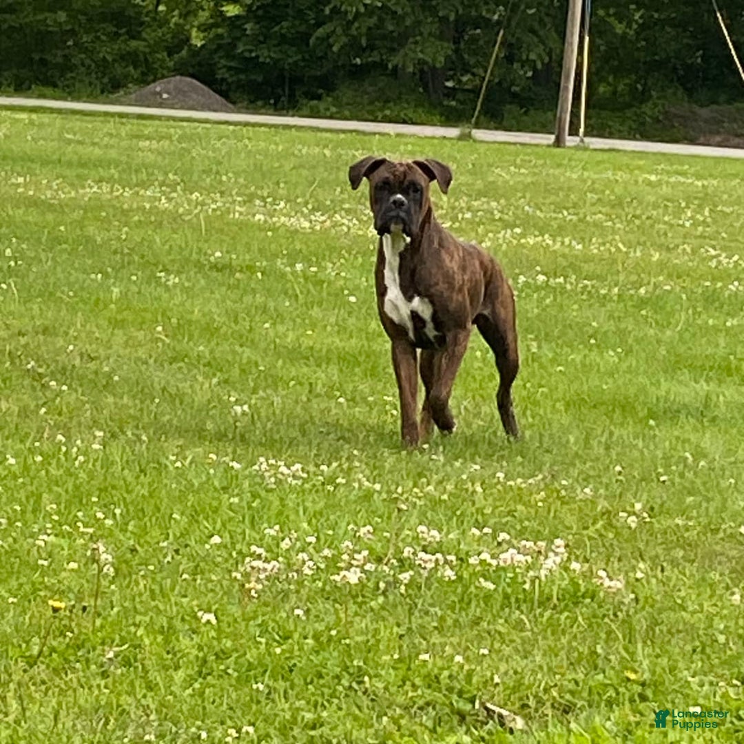 Gallery Image {{count}}