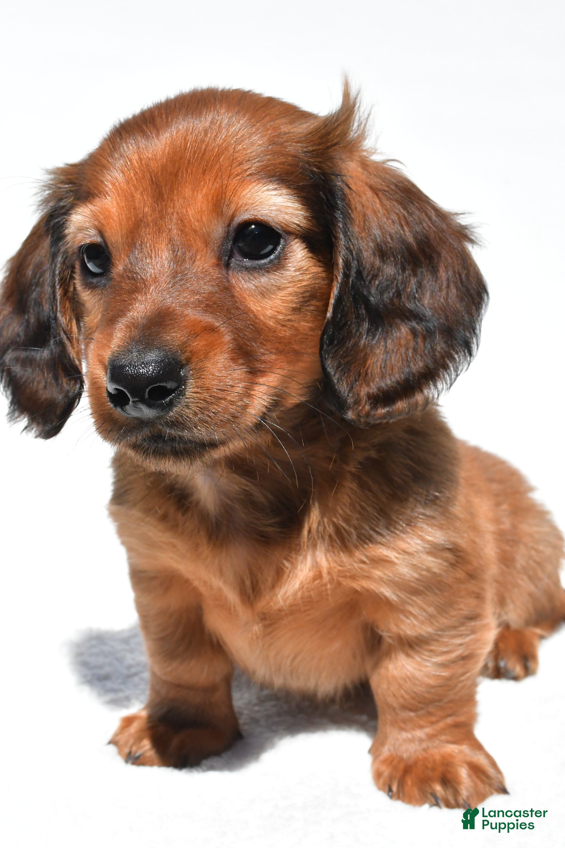 Miniature Dachshund dogs Milo - Ad 2