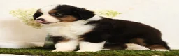 Miniature Australian Shepherd dogs for sale: Princess - Ad 6