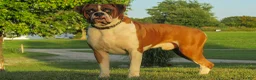 Boxer dogs for sale: Hunter - Ad 5