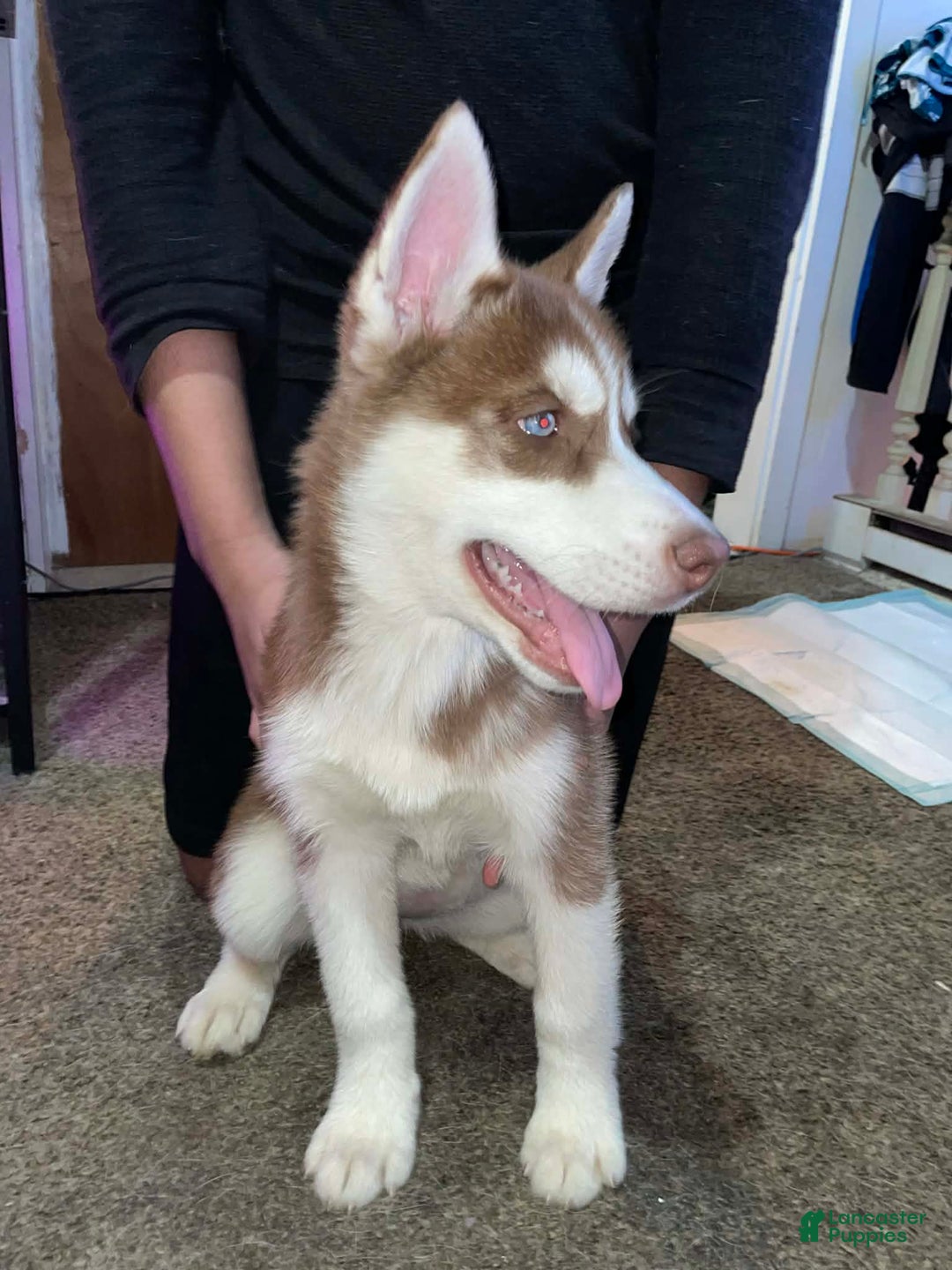 Siberian Husky dogs for sale: Gemma - Ad 1