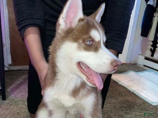Siberian Husky dogs Gemma - Ad 11