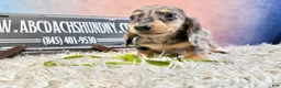 Miniature Dachshund dogs for sale: AKC Russian- Pra clear - Ad 7