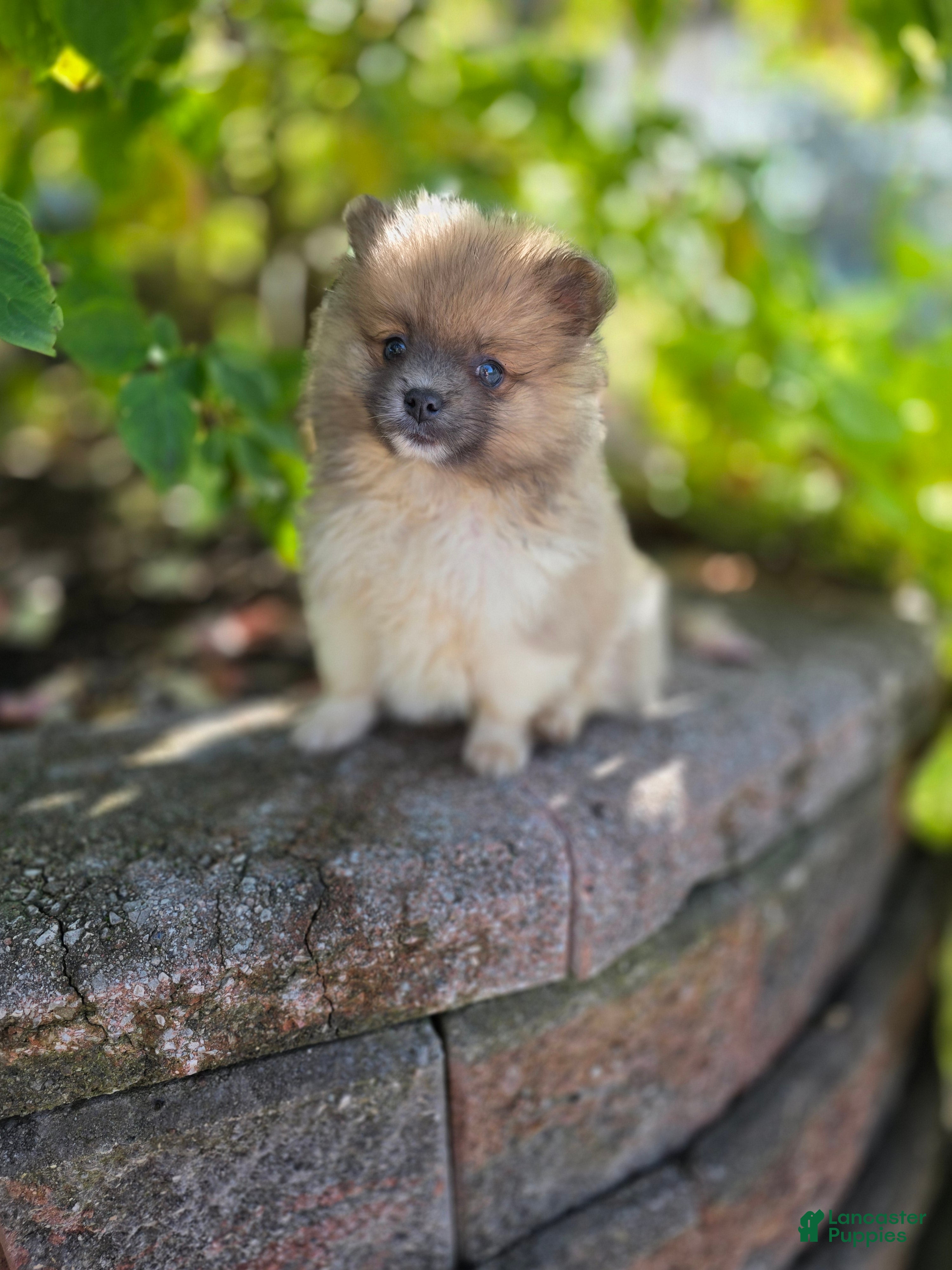 Pomeranian dogs Starlit- Tri Color - Ad 2