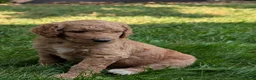 Goldendoodle dogs for sale: Annie  - Ad 15