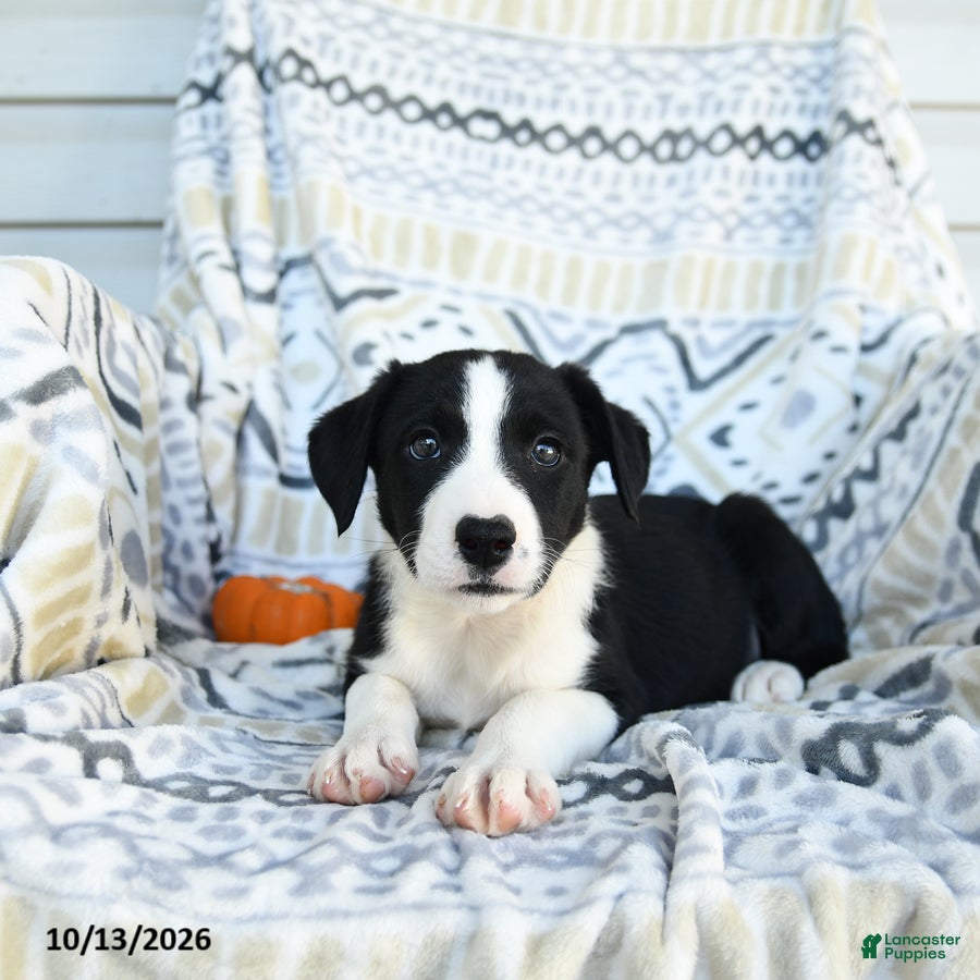 Border Collie dogs for sale: Eve - Ad 1