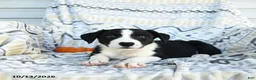 Border Collie dogs for sale: Eve - Ad 1