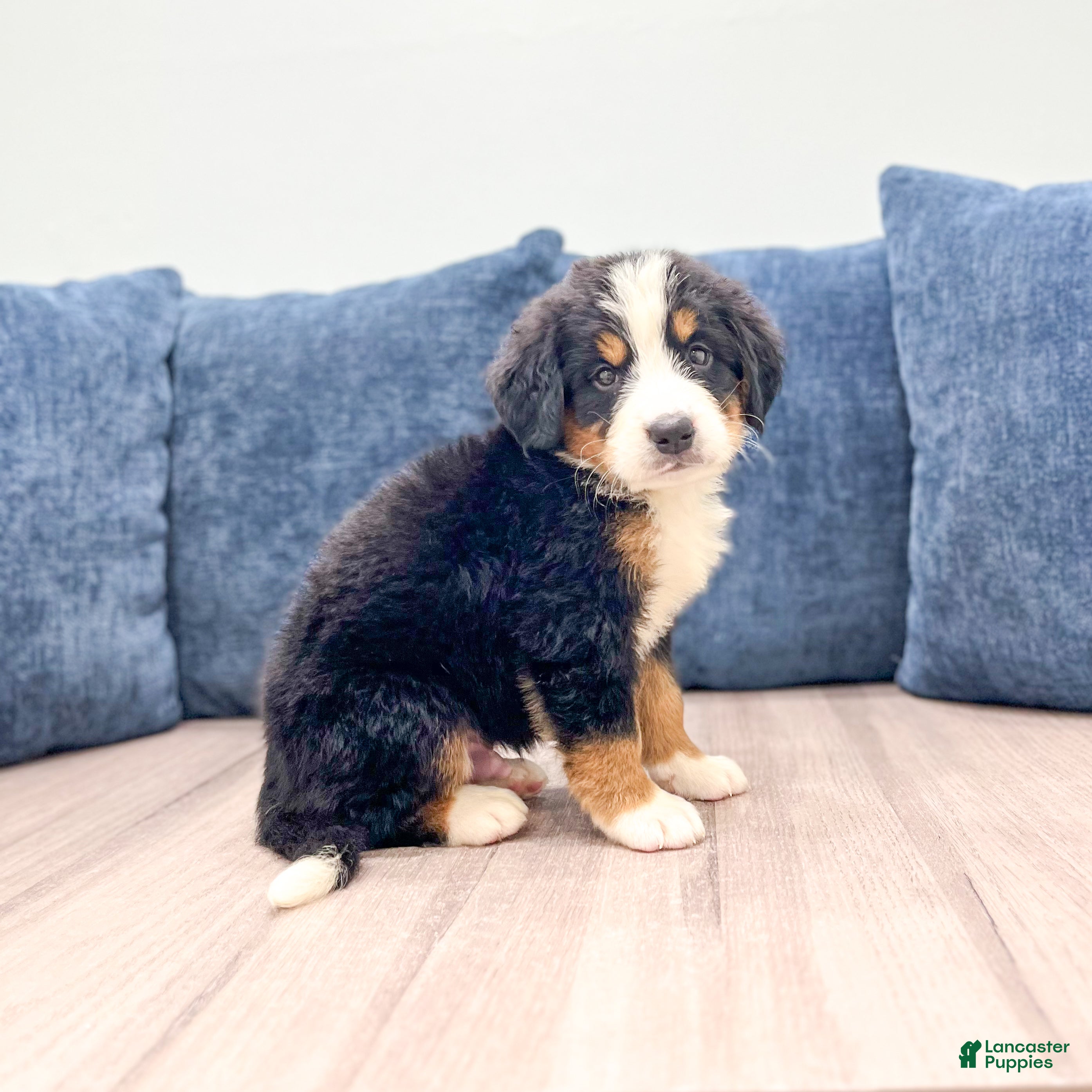 Bernese Mountain Dog dogs Judge - Ad 2