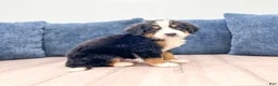 Bernese Mountain Dog dogs for sale: Judge - Ad 2