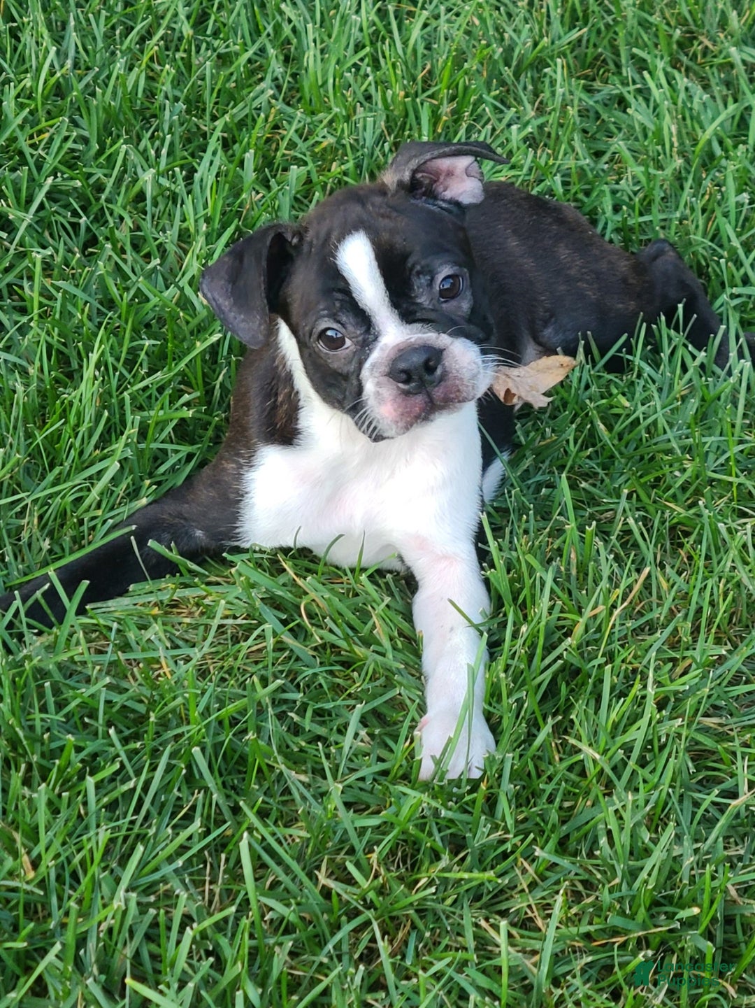 Boston Terrier dogs for sale: Chocolate - Ad 6