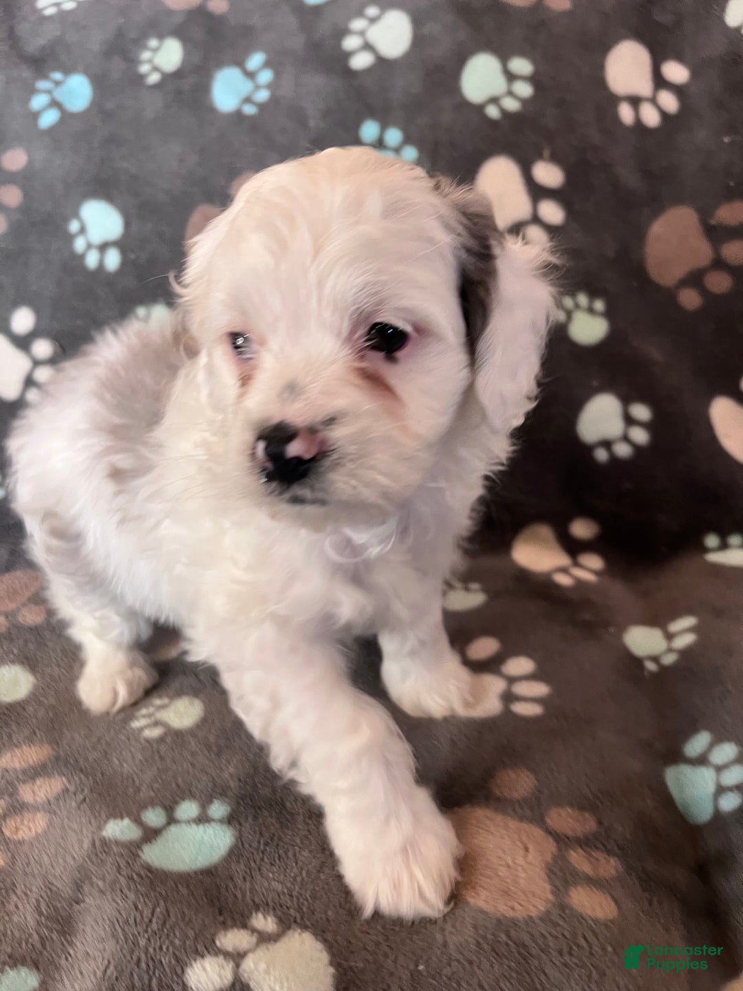 Cockapoo dogs for sale: Cockapoo Puppy 2 - Ad 3