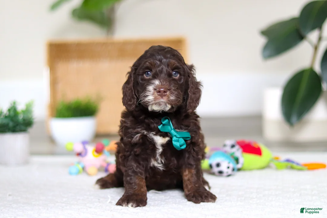 Cockapoo dogs for sale: Theo - Ad 1