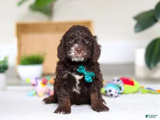 Cockapoo dogs Theo - Ad 2