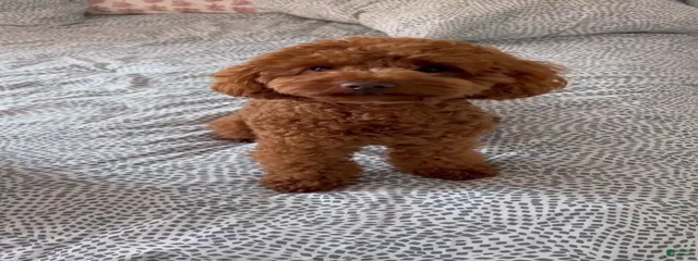 Rudy