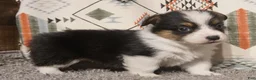 Welsh Corgi Pembroke dogs for sale: Ella - Ad 2