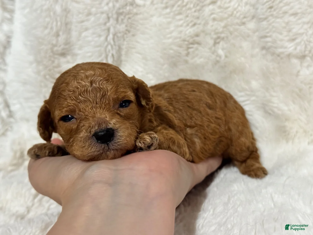 Cavapoo dogs for sale: Louie - Ad 1