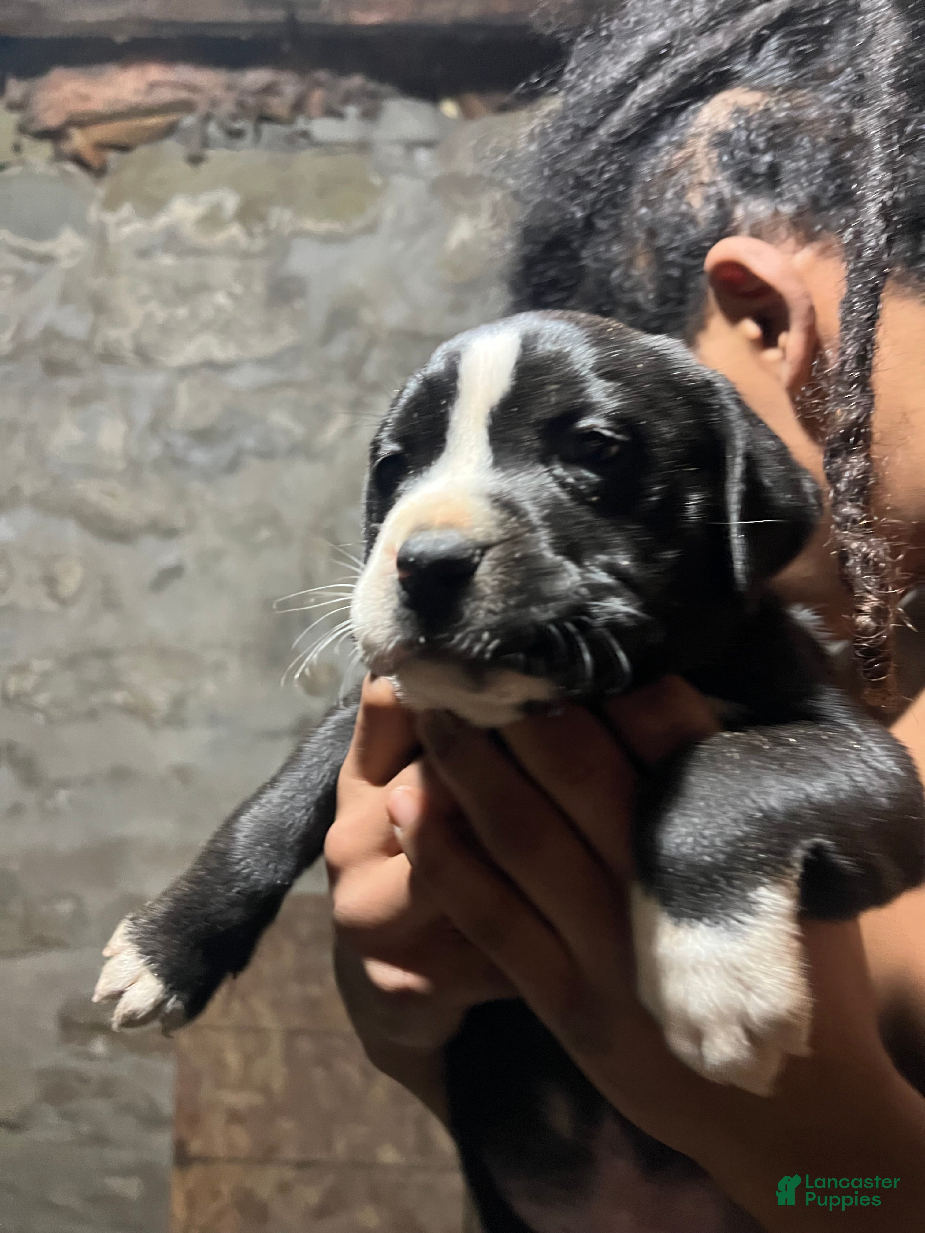 American Pit Bull Terrier dogs gustavo - Ad 32