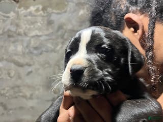 American Pit Bull Terrier dogs gustavo - Ad 41