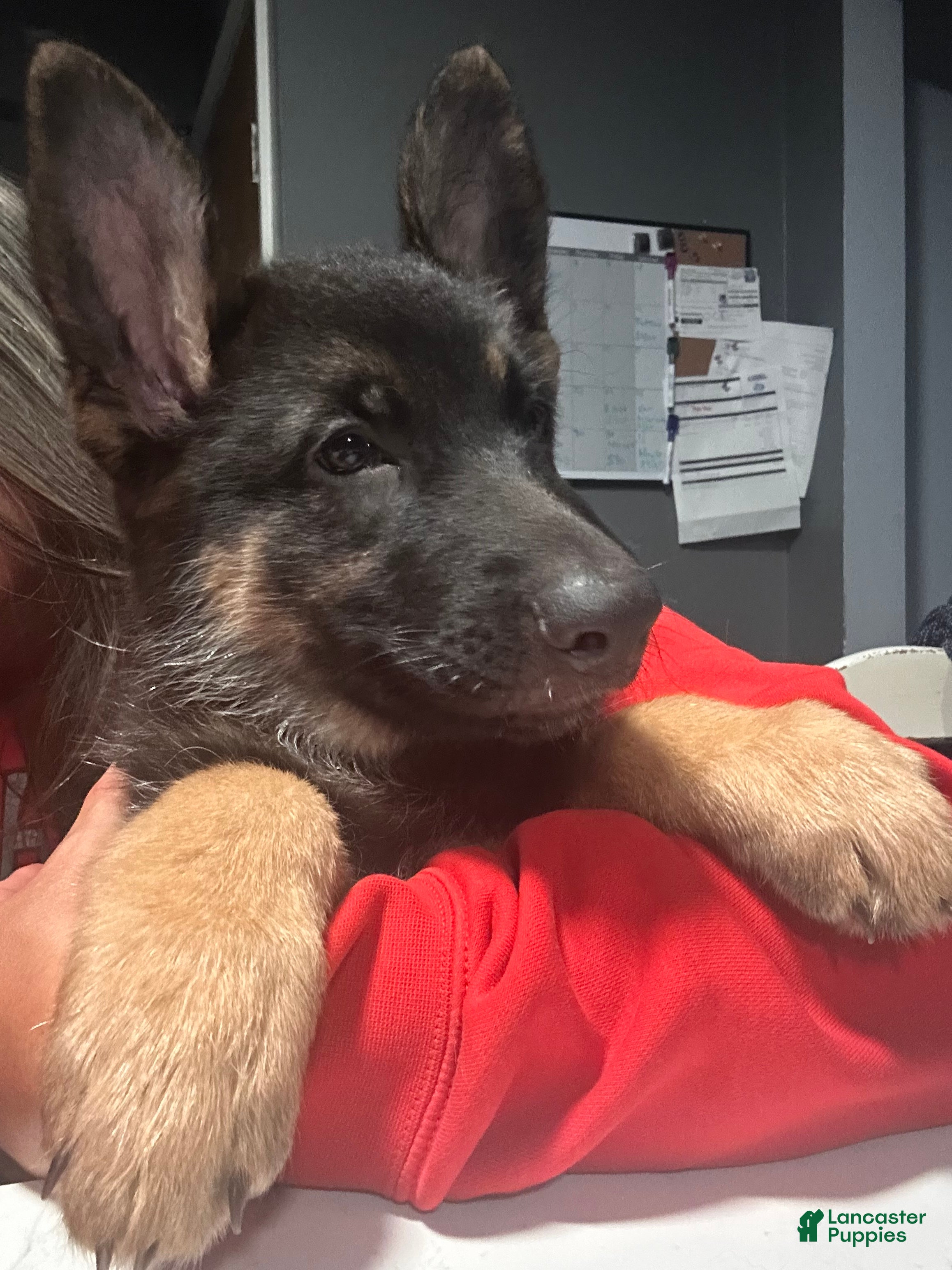 German Shepherd dogs Bluey - Ad 2