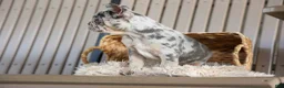 French Bulldog dogs for sale: Memphis  - Ad 7