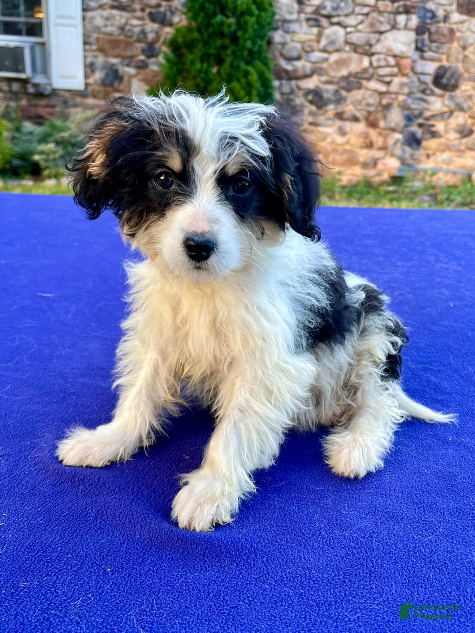 Bernedoodle dogs Smalls - Ad 2