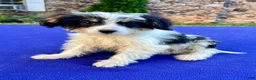 Bernedoodle dogs for sale: Smalls - Ad 2