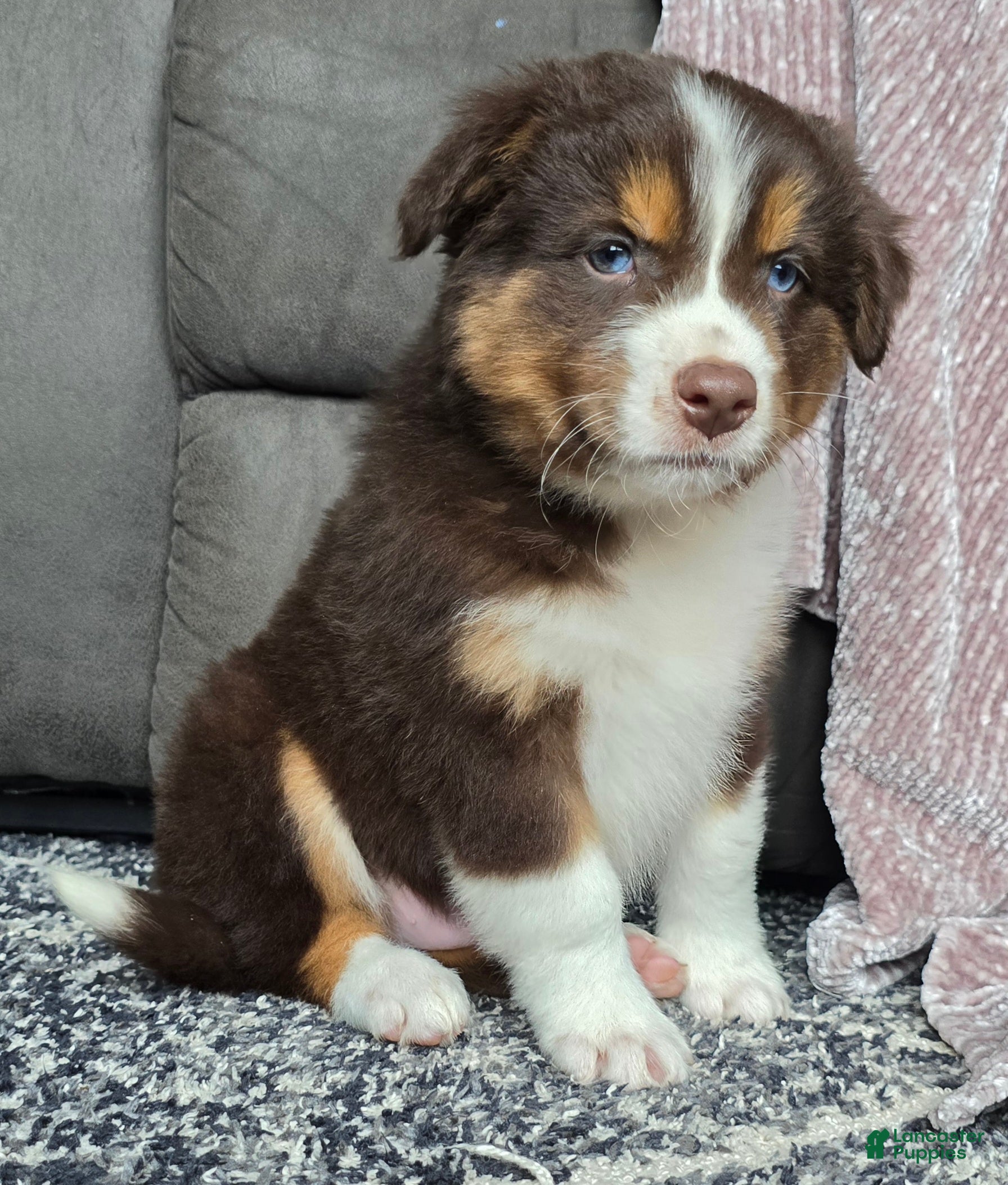 Australian Shepherd dogs Bobby - Ad 2