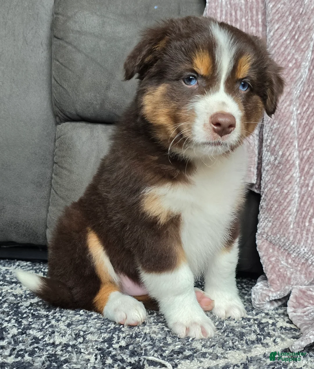 Australian Shepherd dogs for sale: Bobby - Ad 2