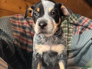 Australian Cattle Dog dogs Curly - Ad 1