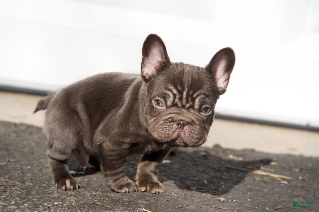 French Bulldog dogs for sale: Bean, - Ad 1