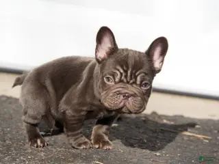French Bulldog dogs for sale: Bean, - Ad 3